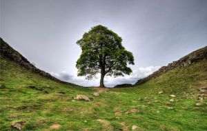 Legendary Robin Hood tree dies